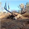 Image 3 : 8-day Mexico Mule Deer Hunt with HR Big Game Outfitters & Fishing Tours