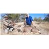 Image 8 : 8-day Mexico Mule Deer Hunt with HR Big Game Outfitters & Fishing Tours