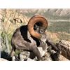 Image 5 : 12-day Free Range Mexico Desert Sheep Hunt with Mesquite Mountain Outfitters