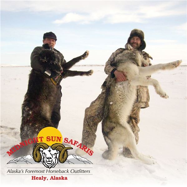 Alaskan Winter Predator Trapline with Midnight Sun Safaris