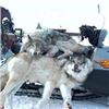 Image 5 : Alaskan Winter Predator Trapline with Midnight Sun Safaris