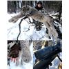 Image 6 : Alaskan Winter Predator Trapline with Midnight Sun Safaris