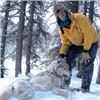 Image 7 : Alaskan Winter Predator Trapline with Midnight Sun Safaris