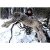 Image 9 : Alaskan Winter Predator Trapline with Midnight Sun Safaris