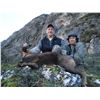 Image 4 : 4 days Cantabrian Chamois hunt in Spain for 1 Hunter + 1 Companion with Eurohunts Spain