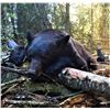 Image 3 : Idaho Black Bear Hunt with Yellow Wolf Ranch - Idaho Resident Only