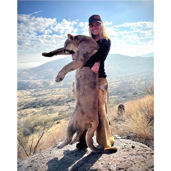 5-day Mountain Lion Hunt with Hounds for One Hunter in Arizona with Diamond Outfitters
