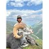 Image 1 : 14-Day British Columbia Stone Sheep Hunt with Tuchodi River Outfitters