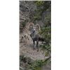 Image 6 : 14-Day British Columbia Stone Sheep Hunt with Tuchodi River Outfitters