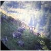 Image 7 : 14-Day British Columbia Stone Sheep Hunt with Tuchodi River Outfitters