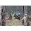 Image 10 : 6-day Australia Bull Buffalo, Cow Buffalo and Pig Hunt for Two Hunters