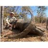 Image 1 : 6-day Australia Bull Buffalo, Cow Buffalo and Pig Hunt for Two Hunters