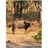 Image 4 : 6-day Australia Bull Buffalo, Cow Buffalo and Pig Hunt for Two Hunters