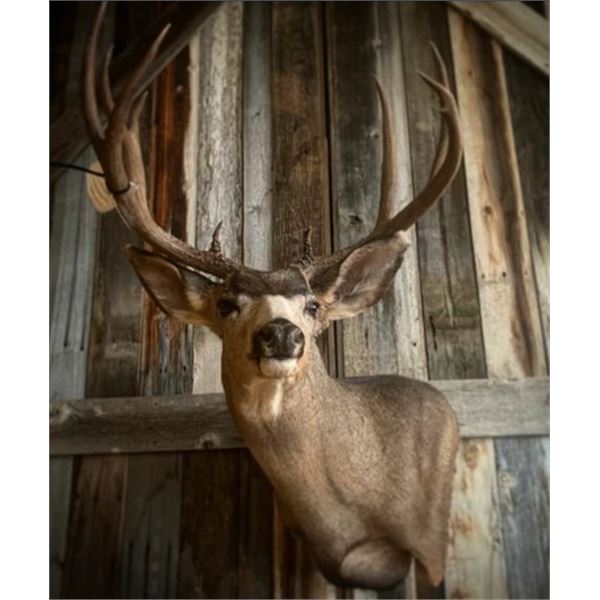 One Deer or Antelope Shoulder Mount from Challis Taxidermy