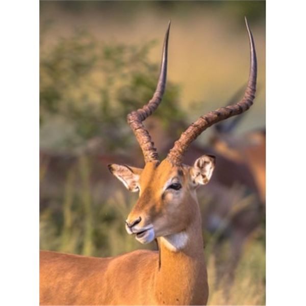 5-Day Safari for Two Hunters in South Africa with Lucca African Safaris