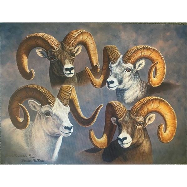 Brent R. Todd Framed Bighorn Canvas Print of All Four North American Wild Sheep