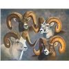 Image 1 : Brent R. Todd Framed Bighorn Canvas Print of All Four North American Wild Sheep