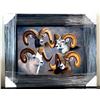 Image 3 : Brent R. Todd Framed Bighorn Canvas Print of All Four North American Wild Sheep