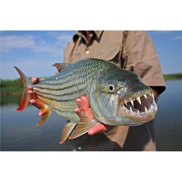 8-Day African Freshwater Fishing for 4