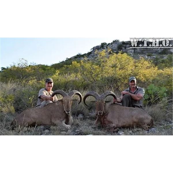 3 Day Texas Aoudad Hunt