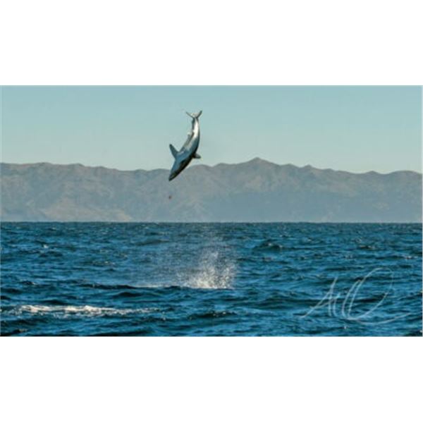 Mako On the Fly 2 days Fishing