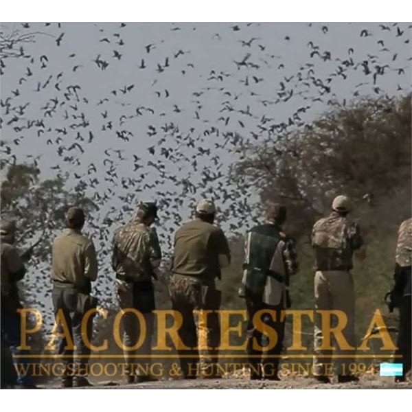 Dove Hunting in Agentina