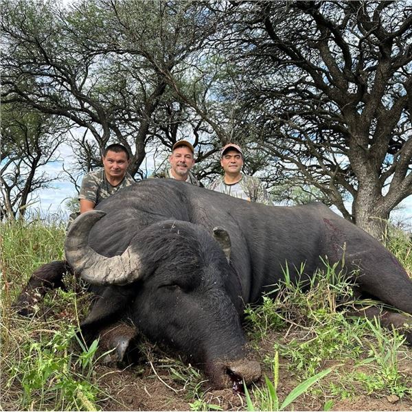 Water Buffalo Hunt in Argentina