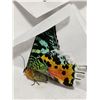 Image 2 : Butterfly coasters & two Madagascar colorful moths