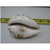 Image 3 : VINTAGE CARVED SEA SHELL - A Present from Port Arthur