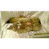 Image 1 : Coyote pelt