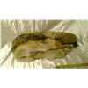 Image 2 : Coyote pelt