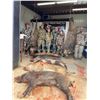 Image 5 : West Texas Hog Hunt at SandFork Ranch