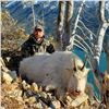 Image 2 : Golden Bear Outfitting: BC Mountain Goat, Canadian Moose, or Mountain Caribou Hunt