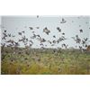 Image 2 : Paco Riestra has donated this Four Day Dove Hunt for (Up To) Six Hunters in Argentina Value$14,400
