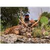 Image 5 : Texas Trophy Exotic Hunt for 2- 5 Hunters donated by L& L Adventures Value $7,500