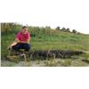 Image 2 : Mindy at Central Florida Trophy Hunts donates a Gator hunt for up to 10' 11" gator Val. $3,900.