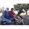 Image 5 : SPECIAL ARIZONA STATEWIDE ANTELOPE TAG