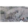 Image 1 : DIERINGER OUTFITTERS 5 DAY FULLY GUIDED MOUNTAIN LION HUNT