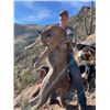 Image 4 : DIERINGER OUTFITTERS 5 DAY FULLY GUIDED MOUNTAIN LION HUNT