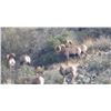Image 1 : SPECIAL ARIZONA ROCKY MOUNTAIN BIGHORN SHEEP TAG