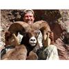 Image 3 : SPECIAL ARIZONA ROCKY MOUNTAIN BIGHORN SHEEP TAG