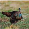 Image 1 : FLORIDA OSCEOLA TURKEY HUNT