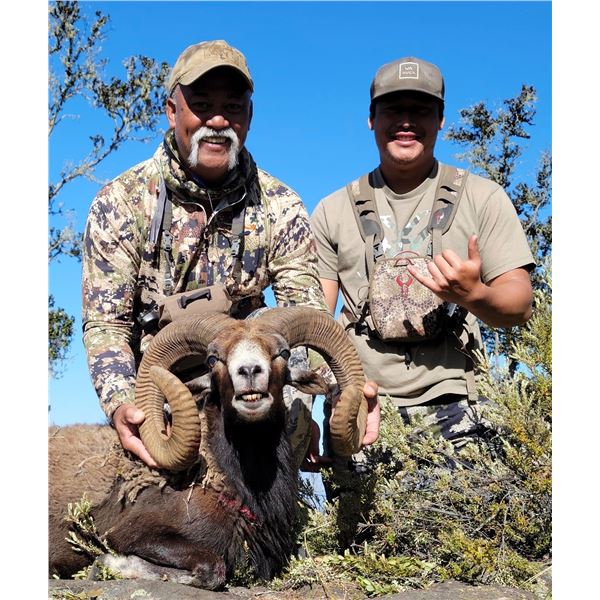 HAWAII HYBRID SHEEP HUNT