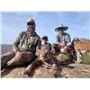 Image 8 : ARIZONA MOUNTAIN LION HUNT WITH HOUNDS
