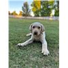 Image 1 : YELLOW LAB PUPPY