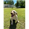 Image 2 : YELLOW LAB PUPPY