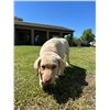Image 3 : YELLOW LAB PUPPY