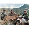 Image 2 : OREGON COLUMBIAN BLACKTAIL DEER HUNT