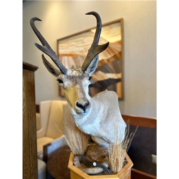 Pediestal Antelope Mount