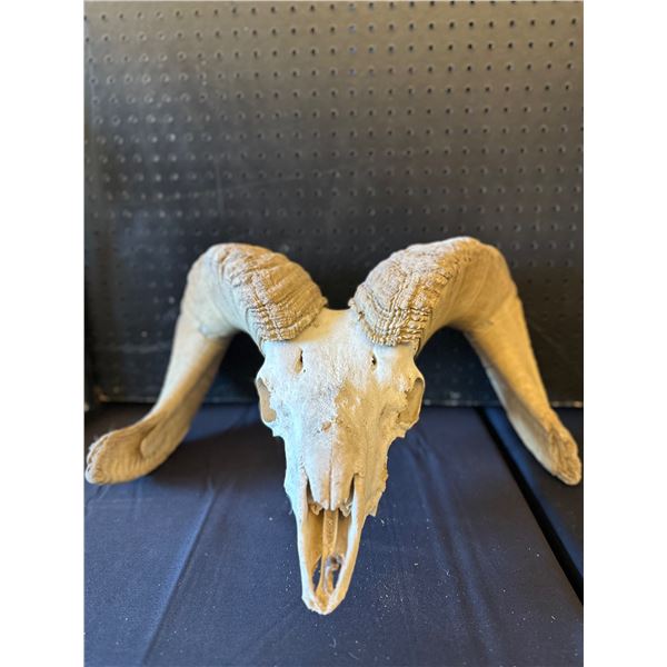 Bighorn Sheep Pick Skull